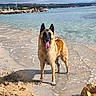 dog, belgian_malinois, beach, sand, water, sea, wet_fur, tongue_out, coastline, rocks, cloudy_sky, outdoor, animal, pet, canine, shore, nature, summer, vacation, playful