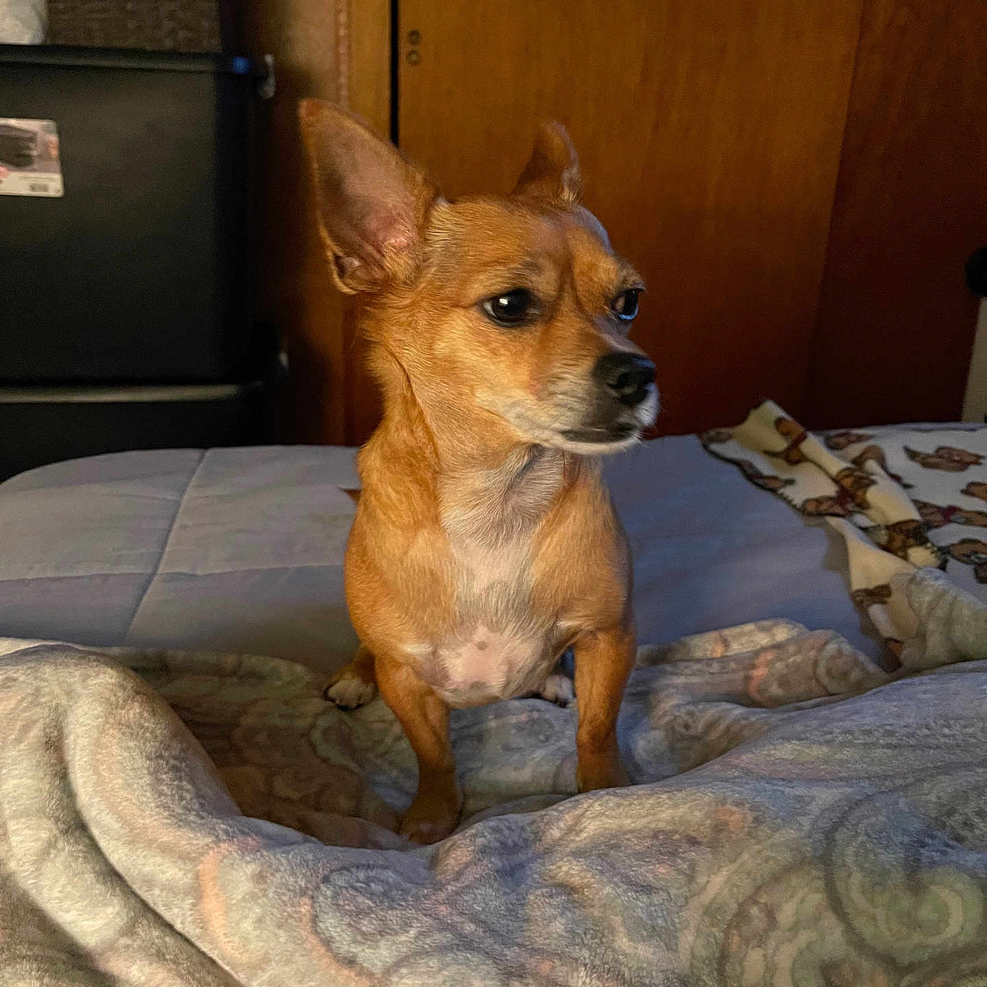 Sandy joined the competition — help win amazing prizes! alert, animal, bed, blanket, brown_dog, companion, cozy, curious, cute, dog, domestic, ears, furniture, home, indoor, looking_away, pet, resting_place, small_dog, wooden_door