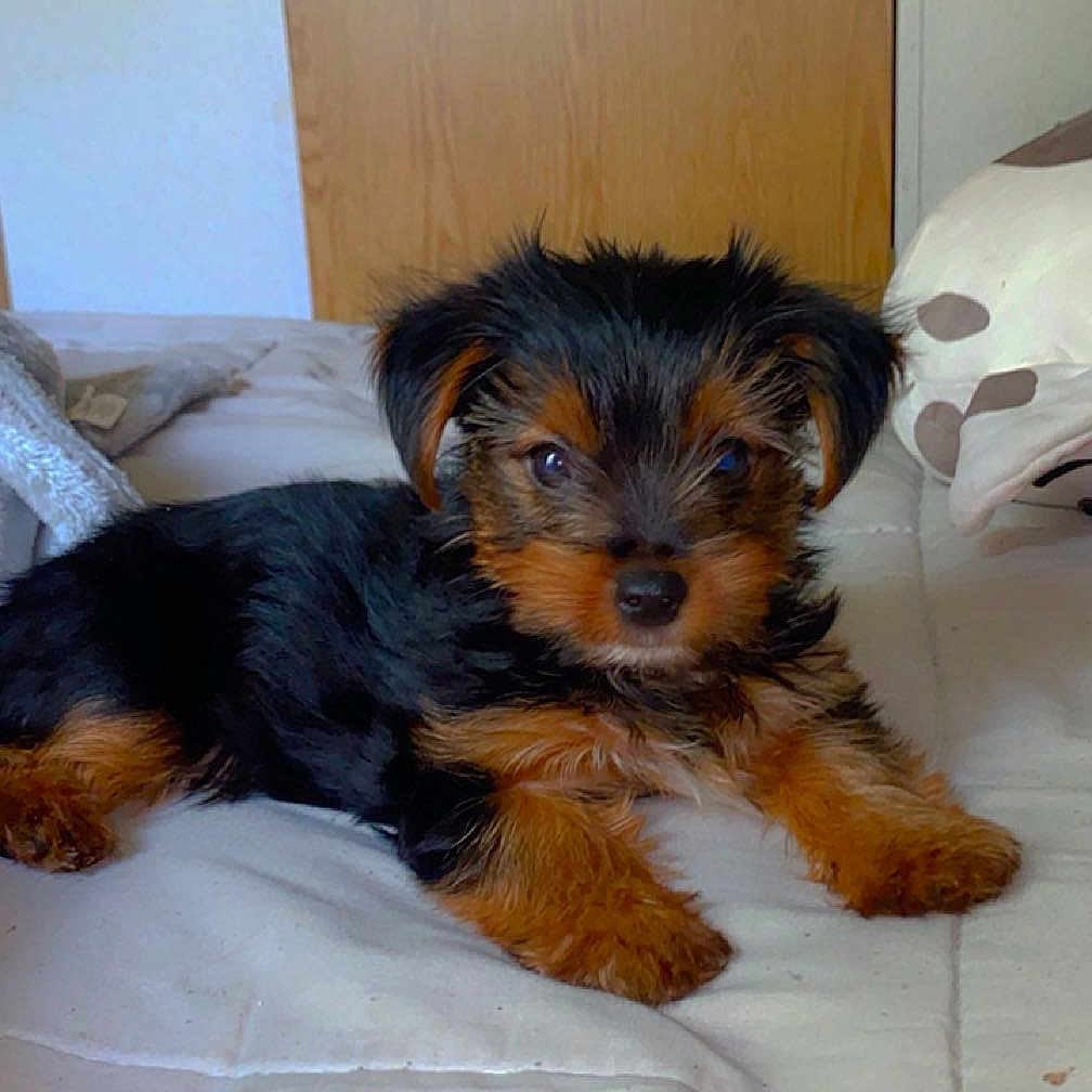 Mochi is registered to the contest to win money with this photo: animal, ball, bed, bedroom, canine, cushion, dog, football, furniture, homedecor, indoors, person, pet, puppy, room, sleeping, sport, tennis, tennisball, terrier