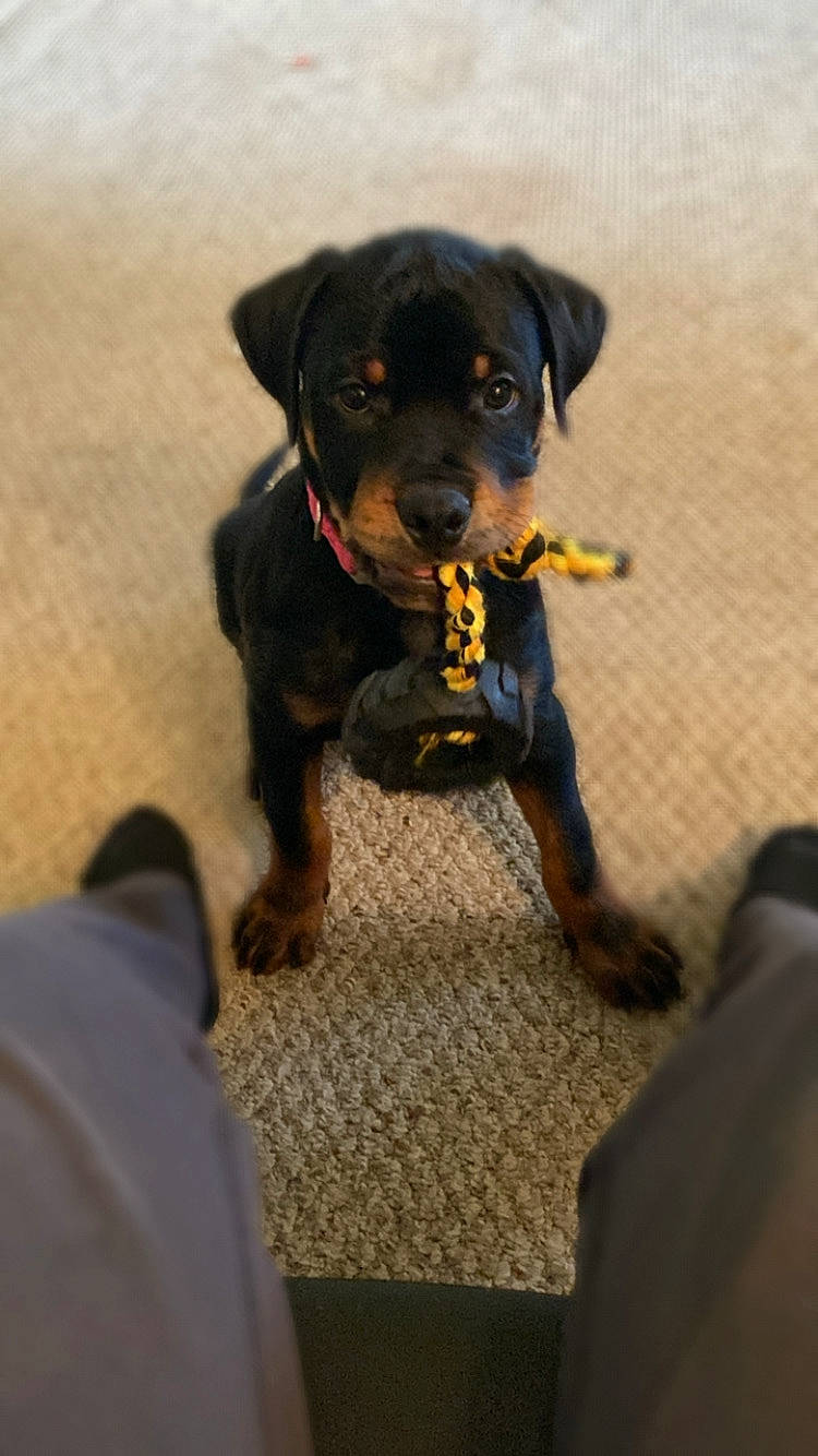 Ziggy is registered to the contest to win money with this photo: canidae, carnivore, companion_dog, dog, dog_breed, guard_dog, hunting_dog, personal_protective_equipment, rottweiler, snout, sporting_group, terrestrial_animal, toy_dog, working_animal, working_dog