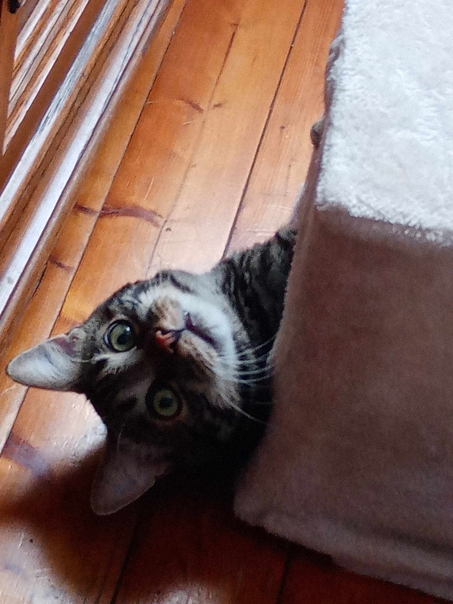 Titi