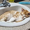 Timber is registered to the contest to win money with this photo: animal, bathroom_sink, cat, close_up, countertop, cute, domestic_cat, ears, faucet, fur, home, indoor, orange_cat, pet, relaxed, resting, sink, sleepy, whiskers, white_cat