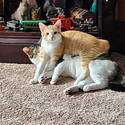 Timber joined the competition — help win amazing prizes! animal_figurine, carpet, cat, companionship, cute, decor, domestic_animal, feline, figurine, gray_cat, home, indoor, mammal, orange_cat, pets, relaxed, resting, shelf, toy_train, two_animals