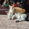 cat, orange_cat, gray_cat, carpet, indoor, shelf, toy_train, figurine, decor, animal_figurine, relaxed, pets, feline, domestic_animal, mammal, two_animals, resting, home, cute, companionship