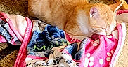 Timber is registered to the contest to win money with this photo: animal, blanket, carpet, cat, comfort, cozy, domestic_animal, ear, feline, fur, home, indoor, orange_tabby, paw_prints, pet, relaxation, resting, sleeping, soft, whiskers