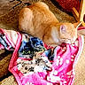cat, orange_tabby, blanket, paw_prints, carpet, indoor, resting, sleeping, feline, pet, cozy, fur, whiskers, ear, comfort, domestic_animal, animal, home, relaxation, soft