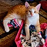 Timber joined the competition — help win amazing prizes! animal, blanket, carpet, cat, cozy, curious, cute, domestic, ears, feline, fur, indoor, laying_down, orange_cat, paw_prints, paws, pet, relaxed, whiskers, white_cat