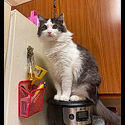 Bonnie joined the competition — help win amazing prizes! cat, kitchen, coffee_maker, pen_holder, pens, funnel, wooden_cabinet, appliance, pet, indoor, curious, fluffy, gray_and_white, feline, domestic_animal, household, countertop, wall, close_up, sitting