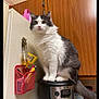 cat, kitchen, coffee_maker, pen_holder, pens, funnel, wooden_cabinet, appliance, pet, indoor, curious, fluffy, gray_and_white, feline, domestic_animal, household, countertop, wall, close_up, sitting