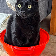 Omaley a rejoint le concours — aidez-le/la à gagner de superbes lots ! cat, black_cat, bucket, red_bucket, indoor, furniture, couch, throw_blanket, curious, pet, animal, whiskers, floor, wood_floor, domestic, sitting, close_up, eyes, yellow_eyes, cozy