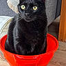 cat, black_cat, bucket, red_bucket, indoor, furniture, couch, throw_blanket, curious, pet, animal, whiskers, floor, wood_floor, domestic, sitting, close_up, eyes, yellow_eyes, cozy