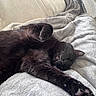 Omaley a rejoint le concours — aidez-le/la à gagner de superbes lots ! cat, black_cat, sleeping, cozy, blanket, soft_texture, indoor, relaxed, resting, pet, animal, feline, fur, paw, couch, comfort, nap, home, domestic, cute