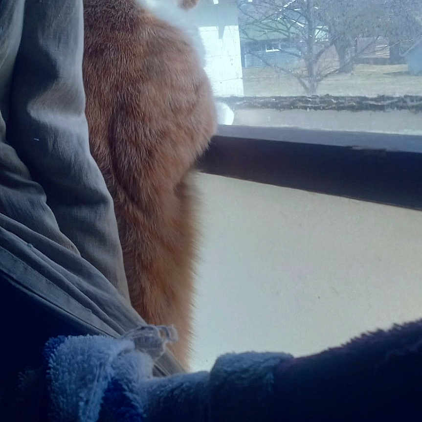 Raylee Ray joined the competition — help win amazing prizes! abyssinian, animal, architecture, cat, city, face, grass, head, homedecor, kitten, manx, nature, outdoors, person, pet, photography, plant, portrait, sky, tree