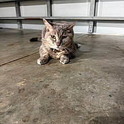 Mila joined the competition — help win amazing prizes! cat, gray_cat, tabby_cat, pet, animal, indoor, concrete_floor, garage, floor, fur, whiskers, ears, paws, collar, focused, lying_down, resting, domestic_cat, closeup, mammal