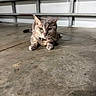 cat, gray_cat, tabby_cat, pet, animal, indoor, concrete_floor, garage, floor, fur, whiskers, ears, paws, collar, focused, lying_down, resting, domestic_cat, closeup, mammal