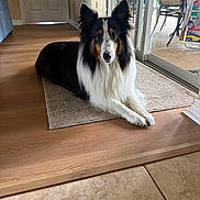 Lacey is registered to the contest to win money with this photo: dog, tricolor, long_hair, indoor, rug, wood_floor, tile_floor, sliding_door, patio, chair, furniture, window, door, pet, animal, resting, calm, ears_up, looking_at_camera, home
