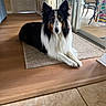 dog, tricolor, long_hair, indoor, rug, wood_floor, tile_floor, sliding_door, patio, chair, furniture, window, door, pet, animal, resting, calm, ears_up, looking_at_camera, home