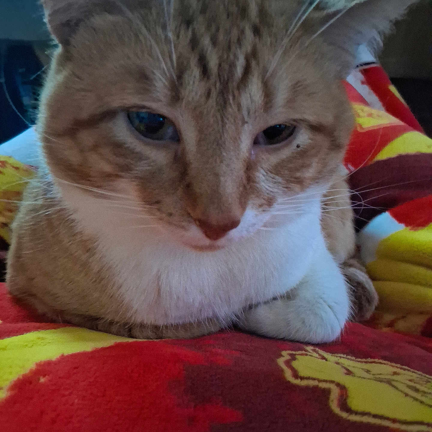 Simba is registered to the contest to win money with this photo: animal, blanket, cat, close_up, cozy, cute, domestic_cat, ears, feline, indoor, orange_cat, pet, portrait, red, resting, sleepy, soft_fur, whiskers, white_fur, yellow