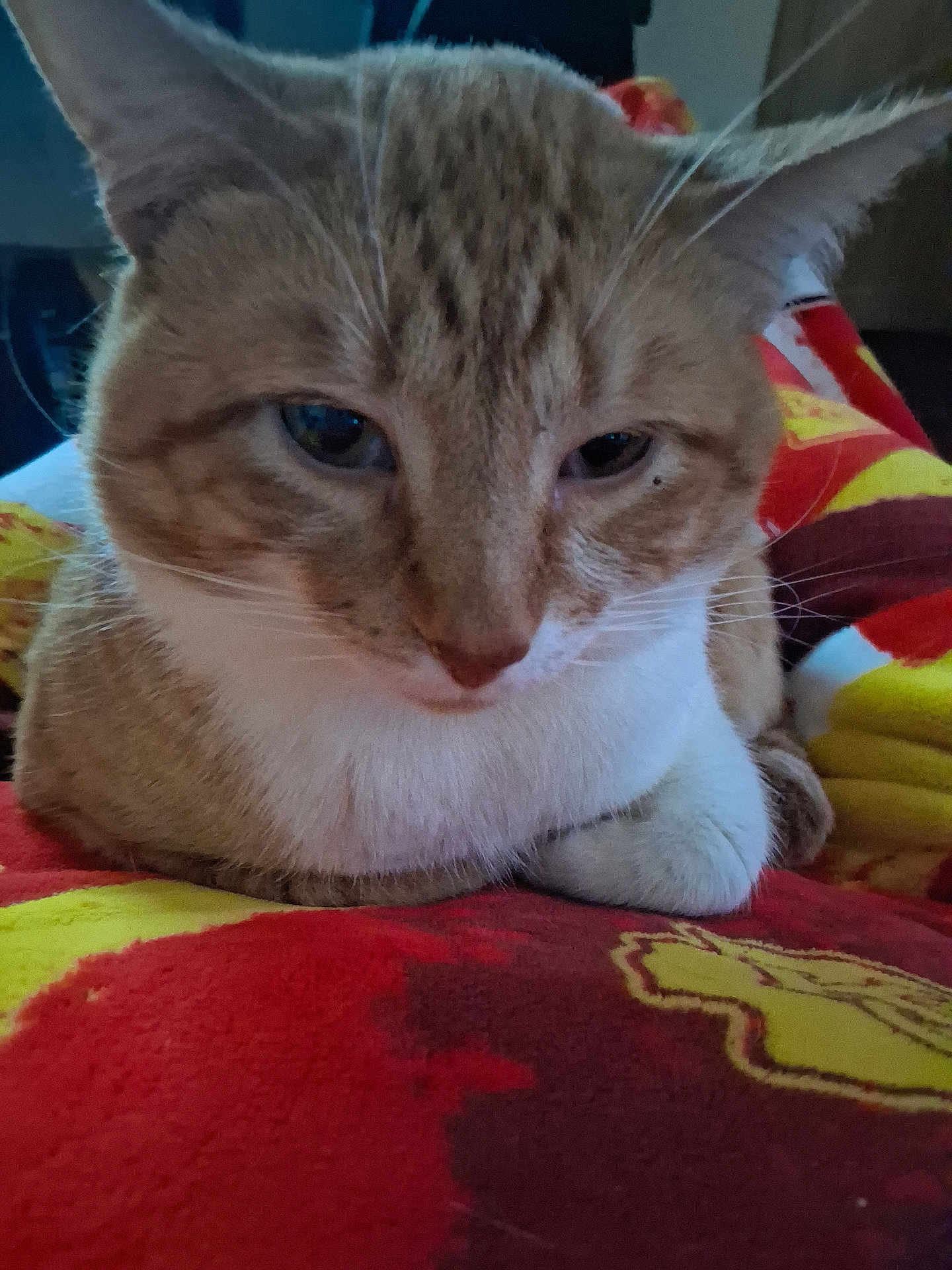 Simba