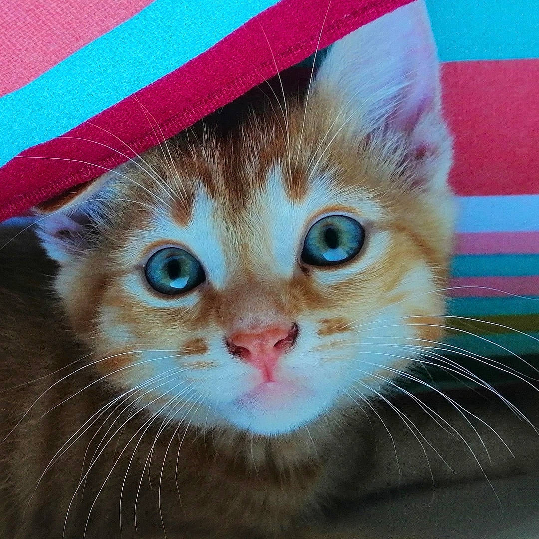 Yoshi a rejoint le concours — aidez-le/la à gagner de superbes lots ! blue, carnivore, cat, domestic_short_haired_cat, eye, eyelash, fawn, felidae, fur, hair, head, human_body, iris, nose, paw, small_to_medium_sized_cats, snout, tail, whiskers, window