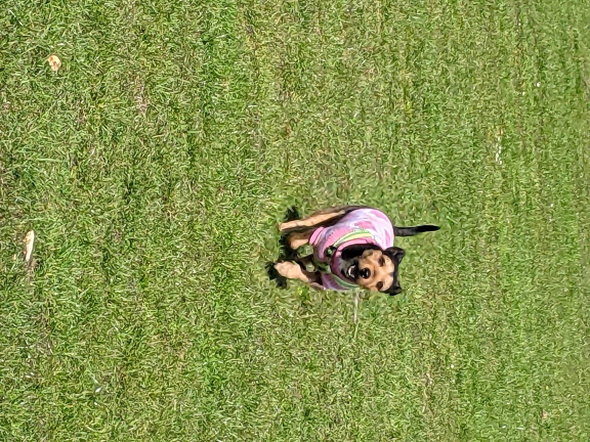 Bailey joined the competition — help win amazing prizes! agriculture, carnivore, companion_dog, dog, dog_breed, ecoregion, fawn, flooring, grass, grass_family, grassland, groundcover, happy, landscape, lawn, leisure, meadow, people_in_nature, plant, working_animal