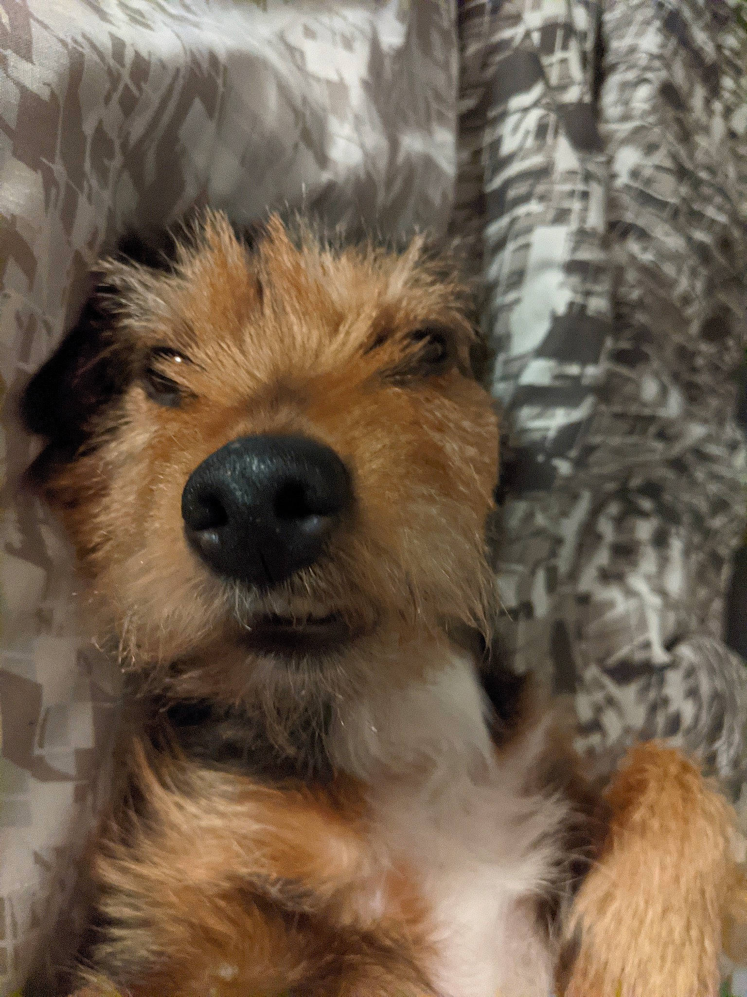 Bailey is registered to the contest to win money with this photo: canidae, carnivore, companion_dog, dog, dog_breed, fur, sporting_group, terrestrial_animal, terrier, trunk, wood, working_animal