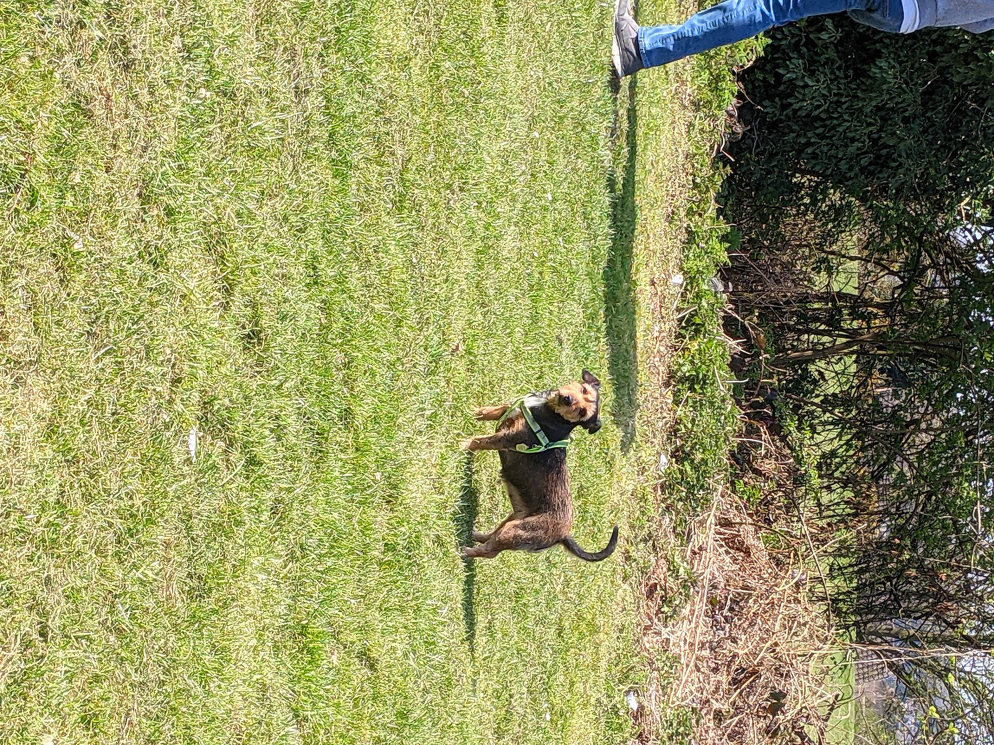 Bailey is registered to the contest to win money with this photo: agriculture, field, fun, grass, grass_family, grassland, groundcover, landscape, leisure, people_in_nature, plant, recreation, shrub, slope, soil, terrestrial_plant, tree, trunk, wood, woody_plant