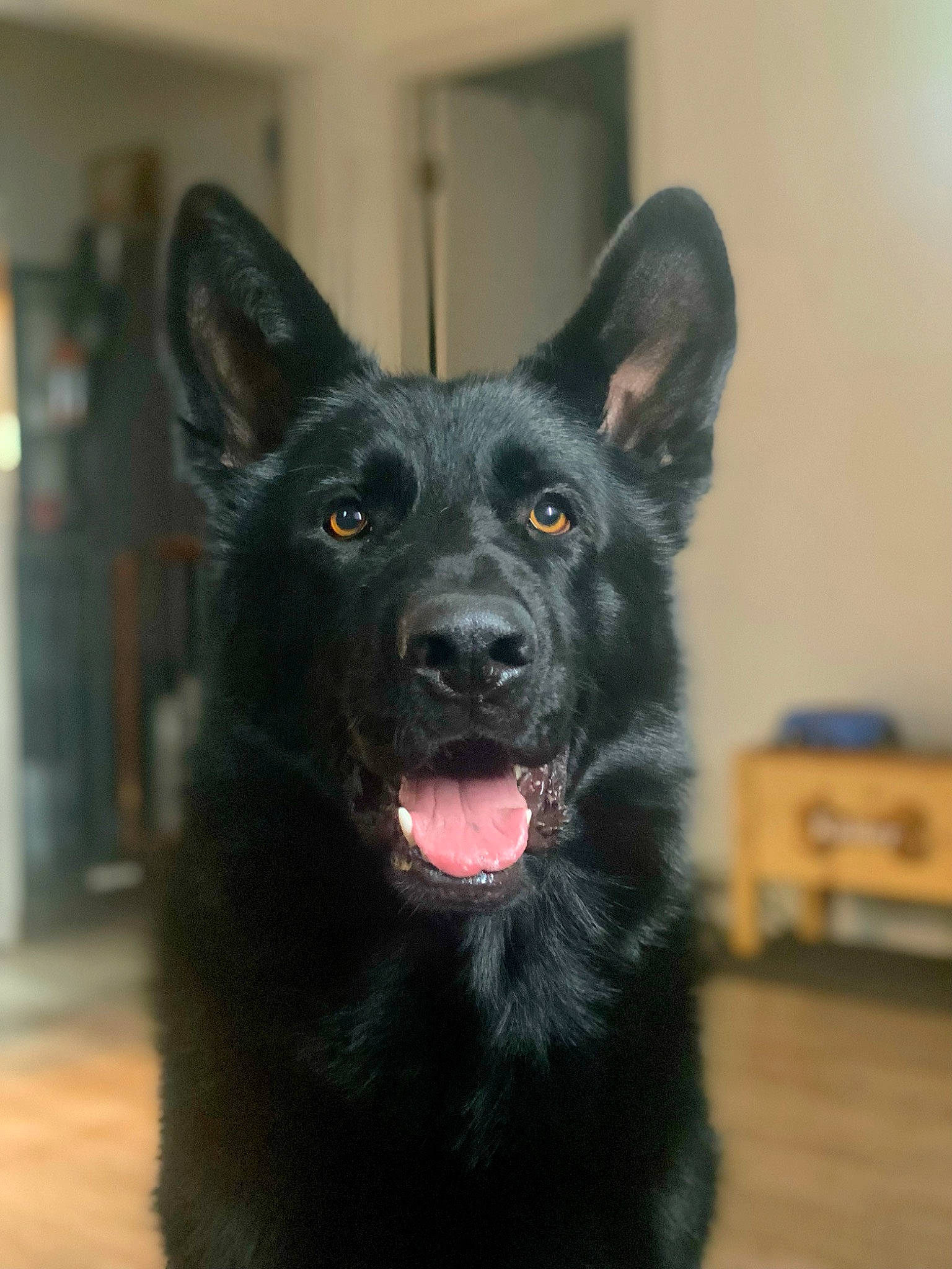Kaiser is registered to the contest to win money with this photo: ancient_dog_breeds, borador, canidae, carnivore, companion_dog, dog, dog_breed, fur, guard_dog, herding_dog, king_shepherd, non_sporting_group, snout, sporting_group, terrestrial_animal, whiskers, working_animal, working_dog