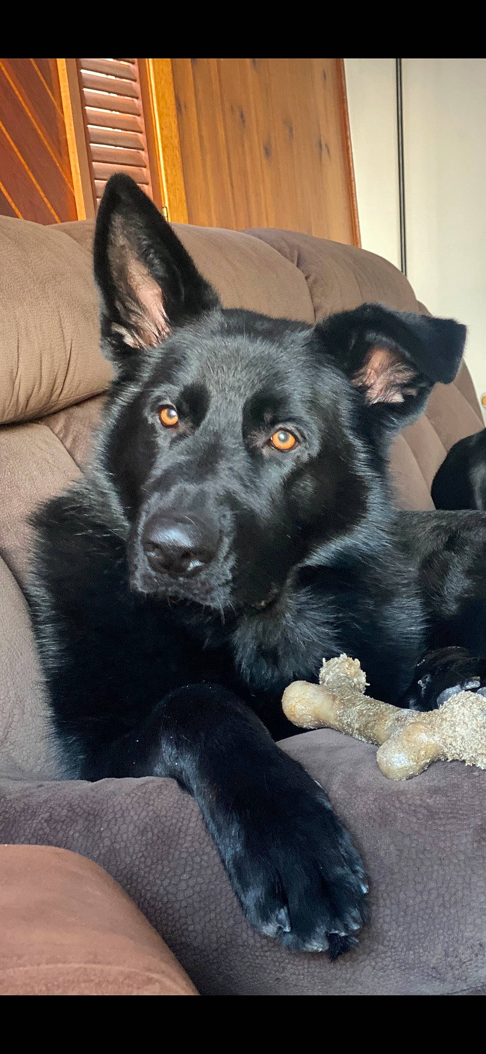 Kaiser joined the competition — help win amazing prizes! borador, canidae, carnivore, companion_dog, dog, dog_breed, foot, fur, herding_dog, non_sporting_group, snout, sporting_group, terrestrial_animal, whiskers, working_animal, working_dog
