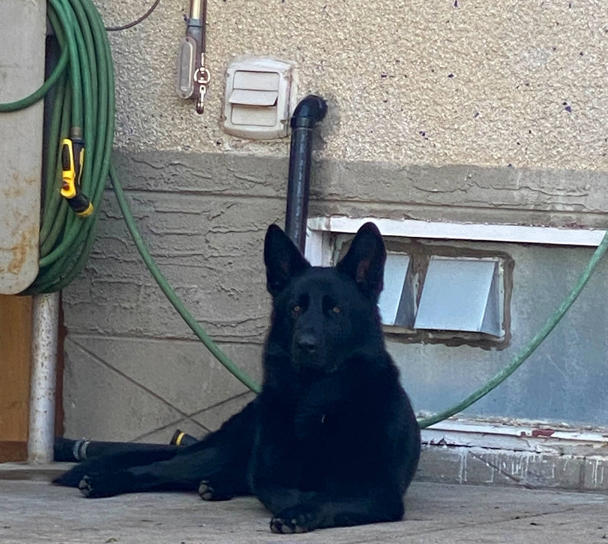 Kaiser joined the competition — help win amazing prizes! black_norwegian_elkhound, cable, carnivore, companion_dog, dog, dog_breed, electric_blue, electrical_supply, electrical_wiring, gas, grey, herding_dog, shadow, snout, tail, tints_and_shades, window, wire, working_animal, working_dog