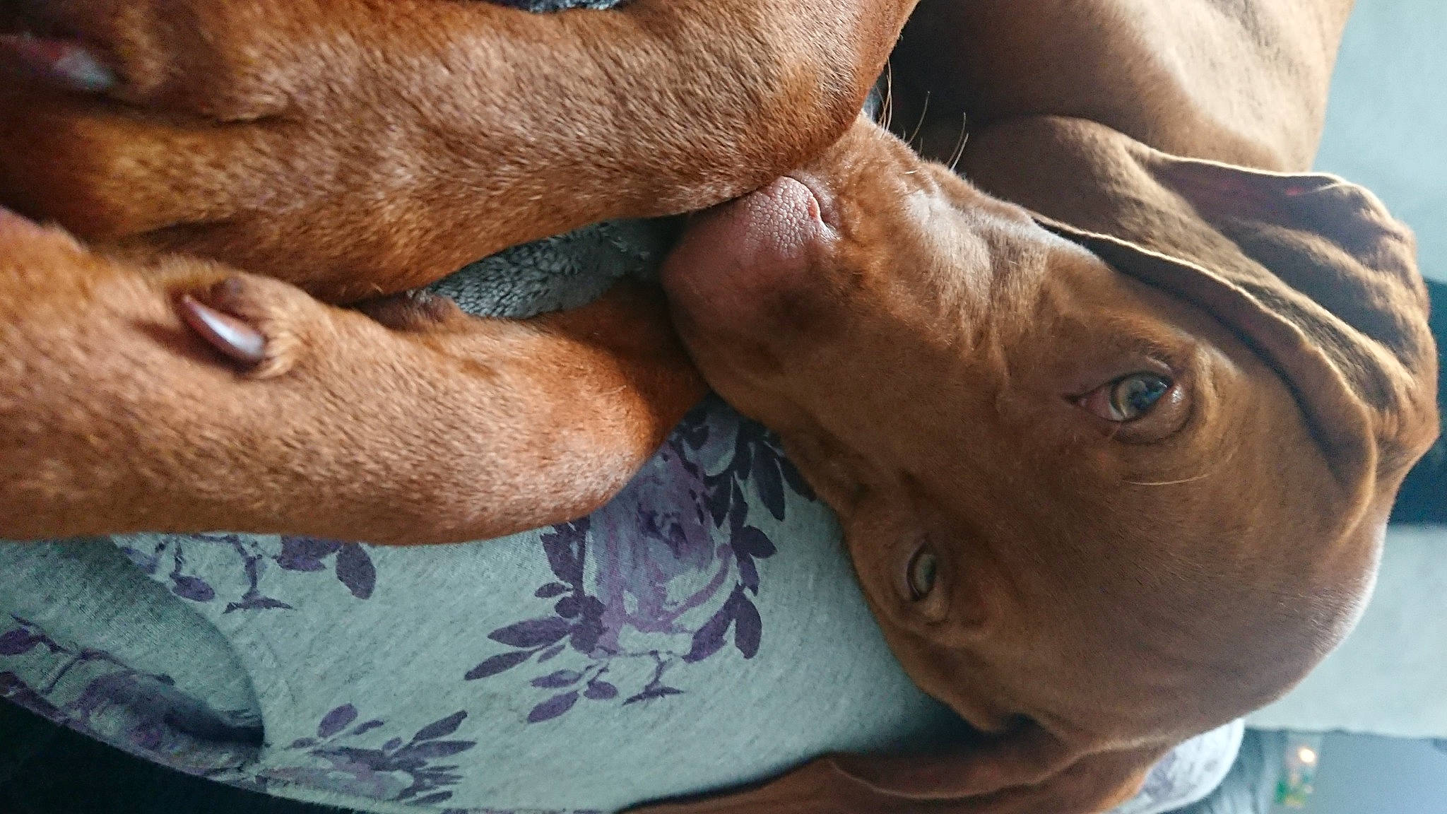 Marley is registered to the contest to win money with this photo: brown, carnivore, comfort, companion_dog, dog, dog_breed, fawn, flesh, foot, fur, gesture, head, human_body, human_leg, liver, nail, snout, sporting_group, working_animal, wrinkle