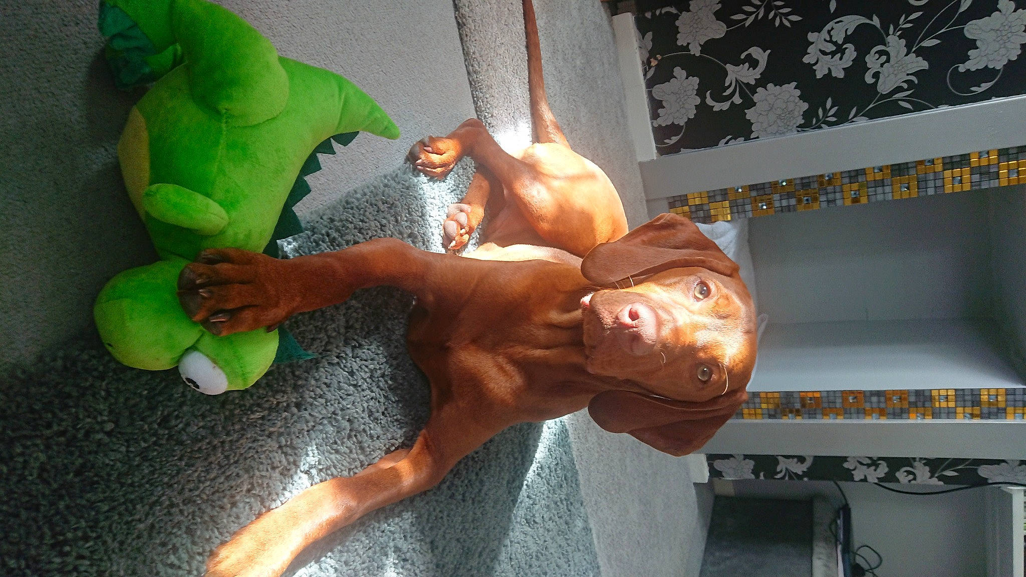 Marley joined the competition — help win amazing prizes! abdomen, arm, art, barechested, chest, comfort, elbow, fawn, finger, fun, gesture, human_body, human_leg, knee, room, stomach, thigh, thumb, trunk, wrist