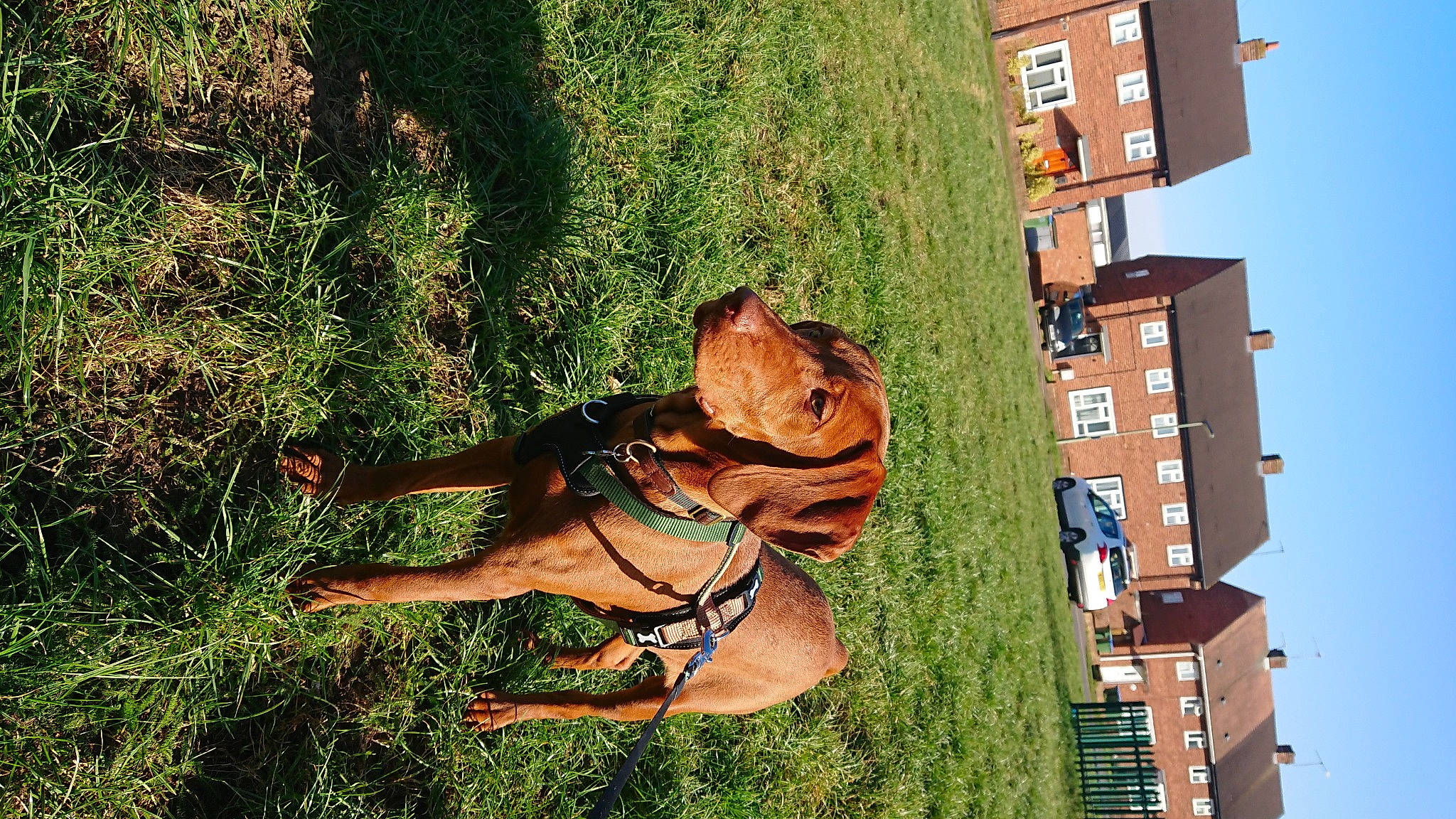 Marley joined the competition — help win amazing prizes! art, building, carnivore, dog, dog_breed, facade, fawn, grass, human_leg, leisure, plant, sky, summer, tail, thigh, tree, urban_design, window, wood, working_animal