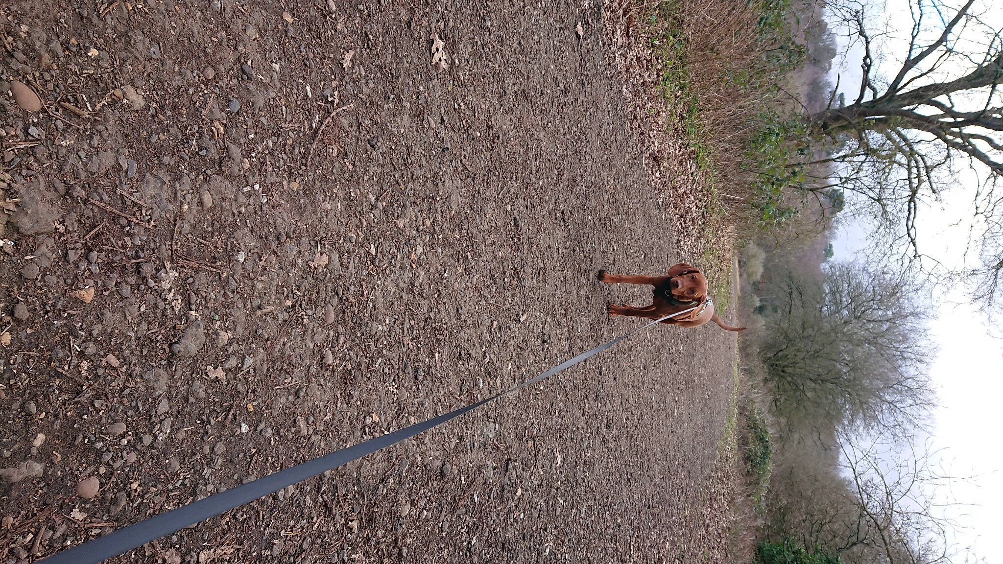 Marley joined the competition — help win amazing prizes! asphalt, bedrock, concrete, grass, landscape, leisure, plant, recreation, road, road_surface, rock, rock_climbing_equipment, shadow, sidewalk, slope, soil, sport_climbing, tar, tree, wood