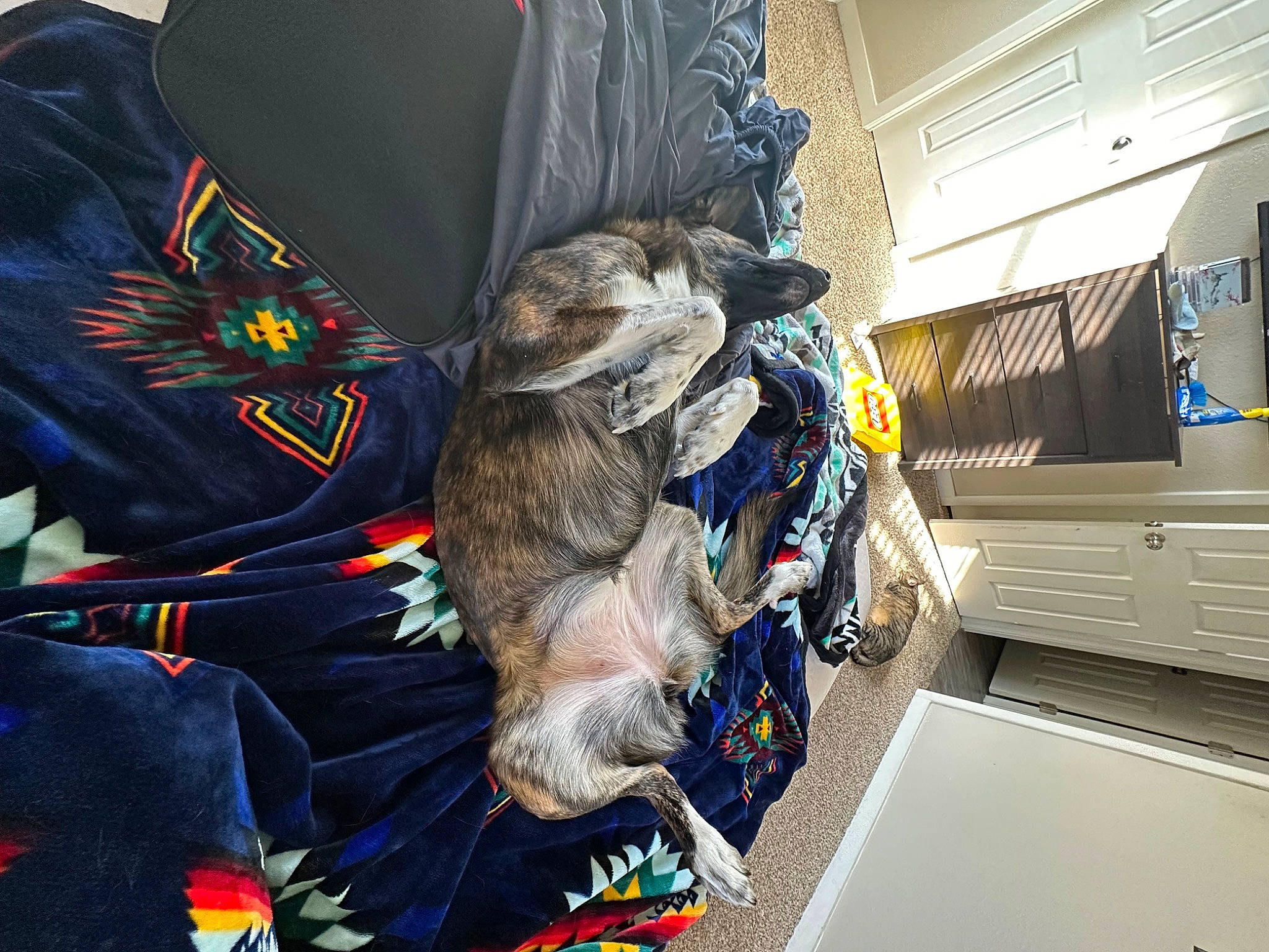 Maple joined the competition — help win amazing prizes! art, canidae, felidae, fur, hat, mythical_creature, sculpture, small_to_medium_sized_cats, sporting_group, tail, toy, visual_arts, wing