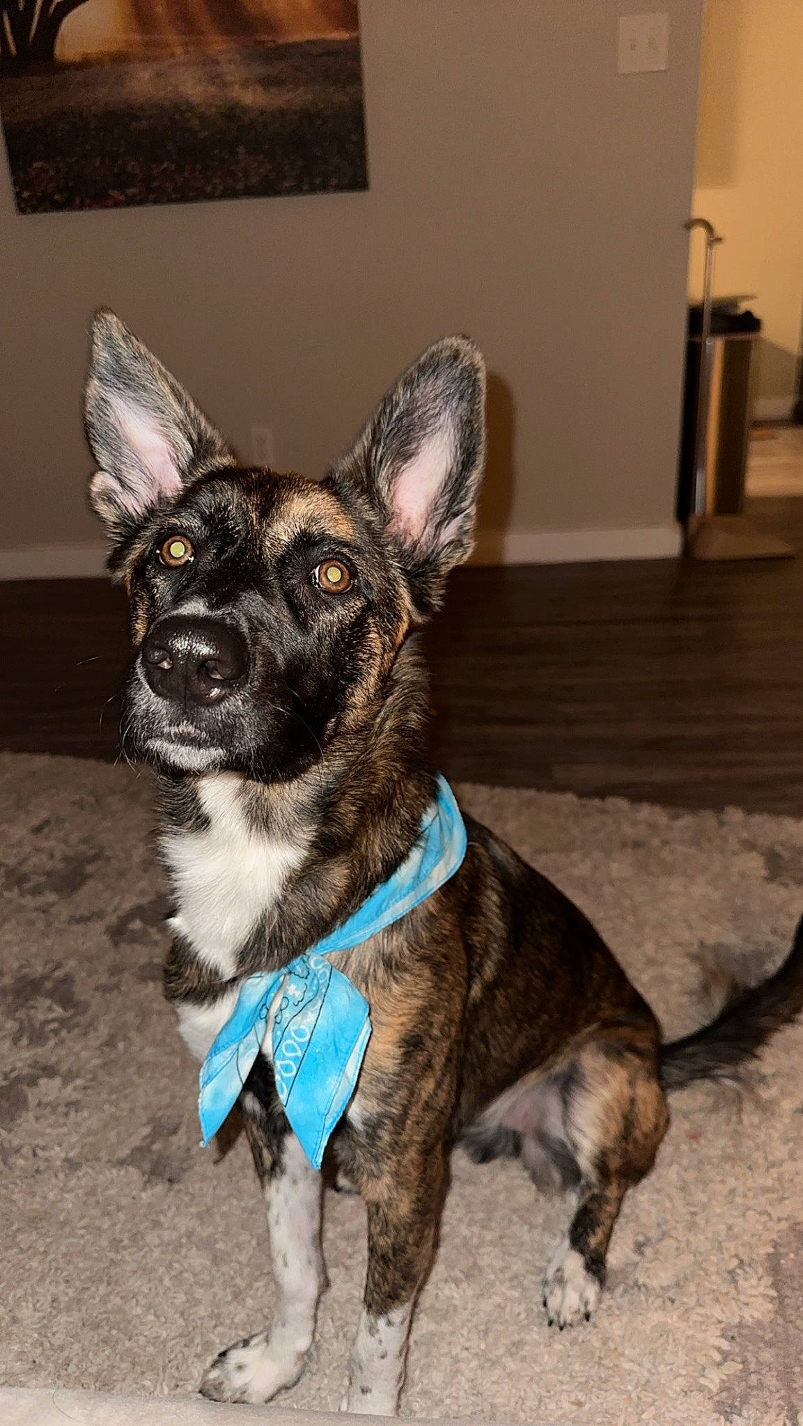 Maple joined the competition — help win amazing prizes! canidae, carnivore, collar, companion_dog, dog, dog_breed, dog_collar, dog_supply, ear, fawn, fur, non_sporting_group, pet_supply, snout, sporting_group, tail, toy_dog, whiskers, working_animal, working_dog