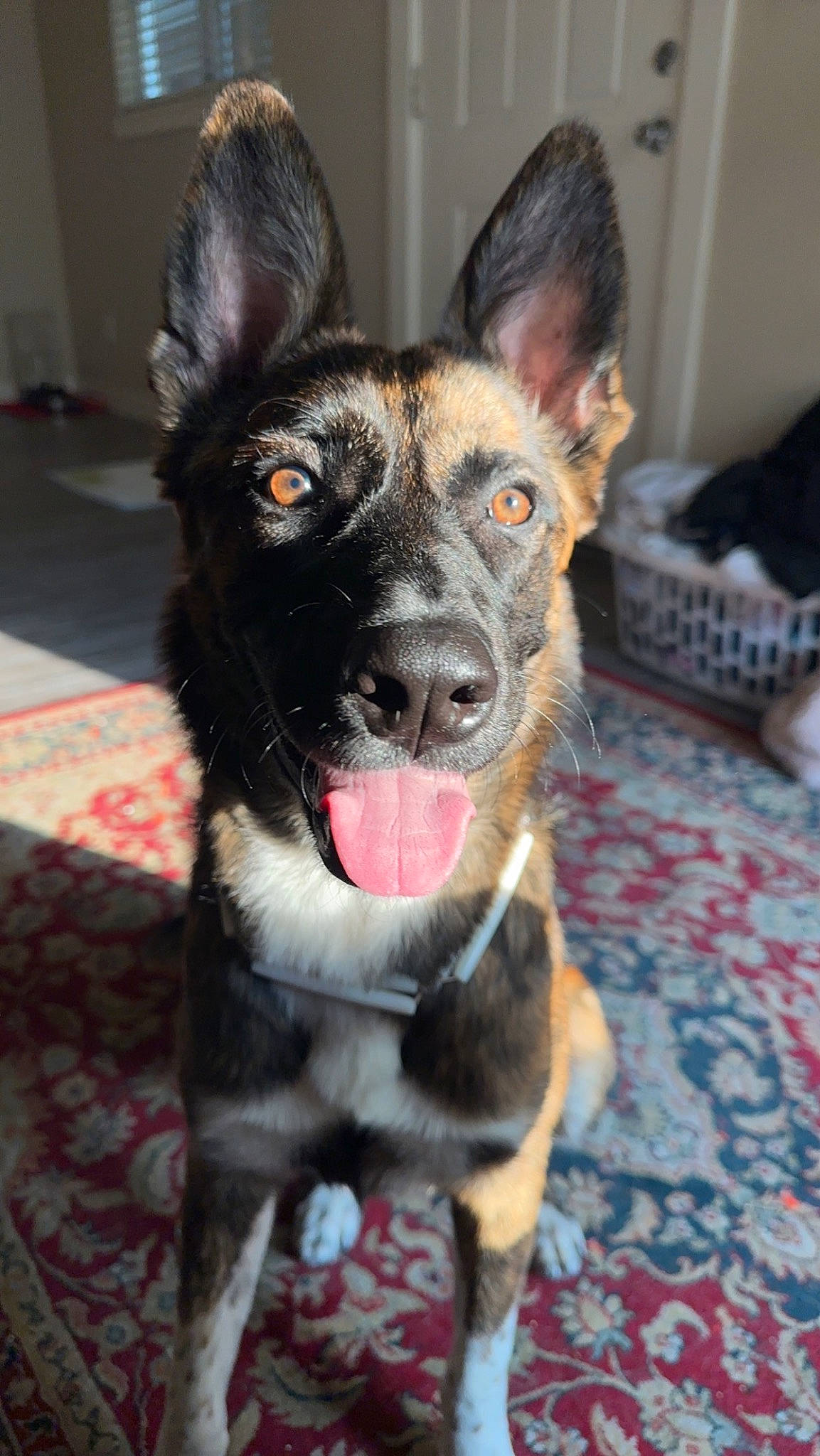 Maple joined the competition — help win amazing prizes! canidae, carnivore, collar, companion_dog, dog, dog_breed, dog_collar, ear, fawn, flooring, fur, guard_dog, herding_dog, jaw, non_sporting_group, snout, sporting_group, whiskers, working_animal, working_dog