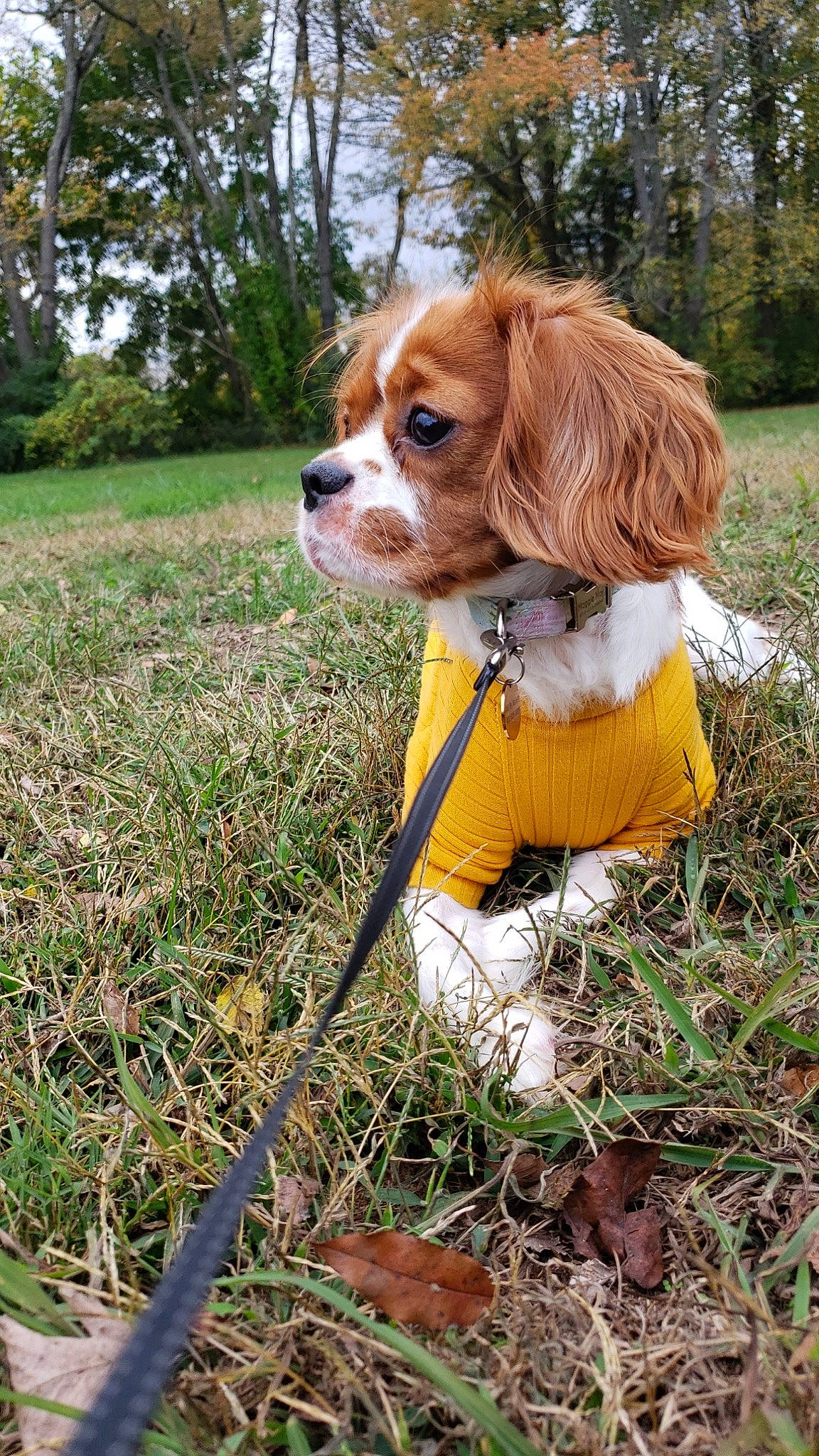 Maggie May joined the competition — help win amazing prizes! ball, carnivore, cavalier_king_charles_spaniel, companion_dog, dog, dog_breed, dog_supply, fawn, fur, grass, king_charles_spaniel, liver, plant, snout, spaniel, sporting_group, tail, tennis_ball, toy_dog, tree