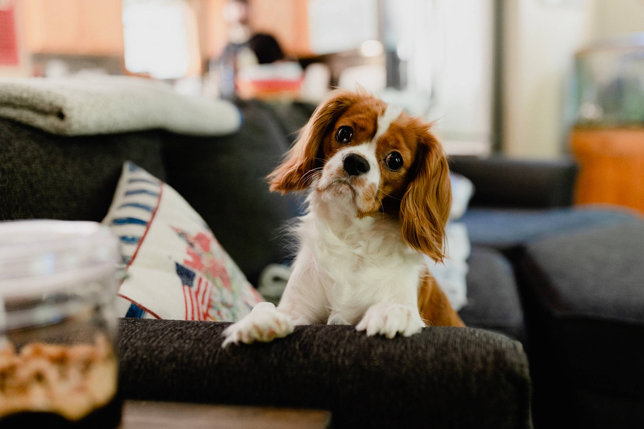 Maggie May joined the competition — help win amazing prizes! carnivore, cavalier_king_charles_spaniel, companion_dog, couch, dog, dog_breed, flowerpot, fur, gun_dog, houseplant, king_charles_spaniel, liver, paw, sitting, snout, spaniel, sporting_group, terrestrial_animal, toy_dog, whiskers
