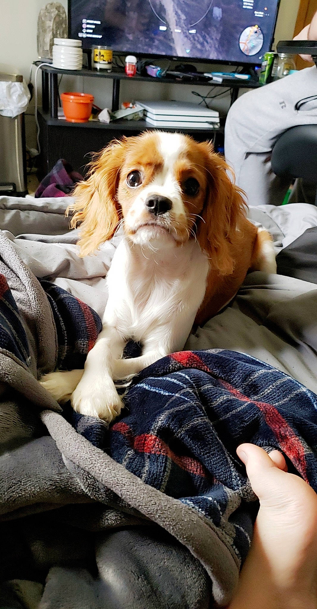 Maggie May joined the competition — help win amazing prizes! carnivore, cavalier_king_charles_spaniel, chair, collar, comfort, companion_dog, dog, dog_breed, dog_supply, fawn, fur, liver, pattern, plaid, snout, spaniel, sporting_group, tartan, toy_dog, working_animal