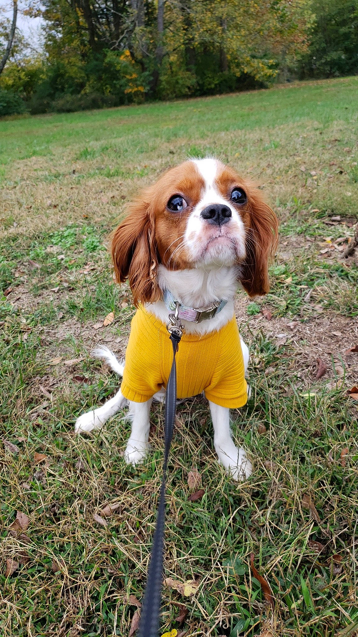Maggie May joined the competition — help win amazing prizes! canidae, carnivore, cavalier_king_charles_spaniel, companion_dog, dog, dog_breed, fawn, grass, hunting_dog, liver, plant, spaniel, sporting_group, tail, tree