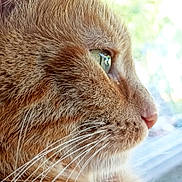 Star participe au concours pour gagner de l'argent avec cette photo : animal, cat, close_up, curious, domestic_cat, face, feline, fur, ginger_cat, green_eye, indoor, looking_out_window, muzzle, natural_light, nose, pet, profile, side_view, soft_focus, whiskers