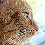 animal, cat, close_up, curious, domestic_cat, face, feline, fur, ginger_cat, green_eye, indoor, looking_out_window, muzzle, natural_light, nose, pet, profile, side_view, soft_focus, whiskers