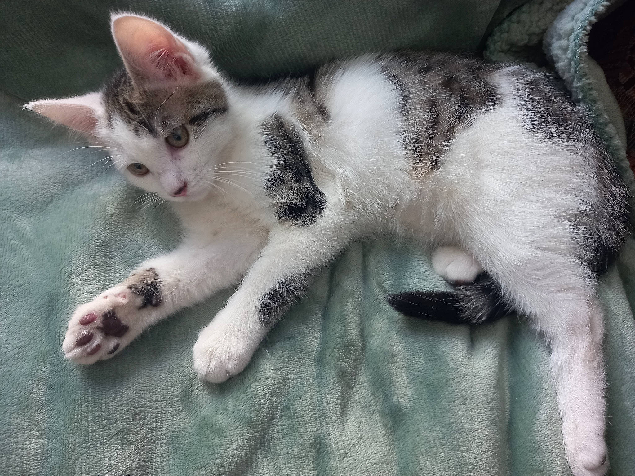 Nala a rejoint le concours — aidez-le/la à gagner de superbes lots ! carnivore, cat, claw, domestic_short_haired_cat, felidae, fur, paw, small_to_medium_sized_cats, snout, tail, whiskers