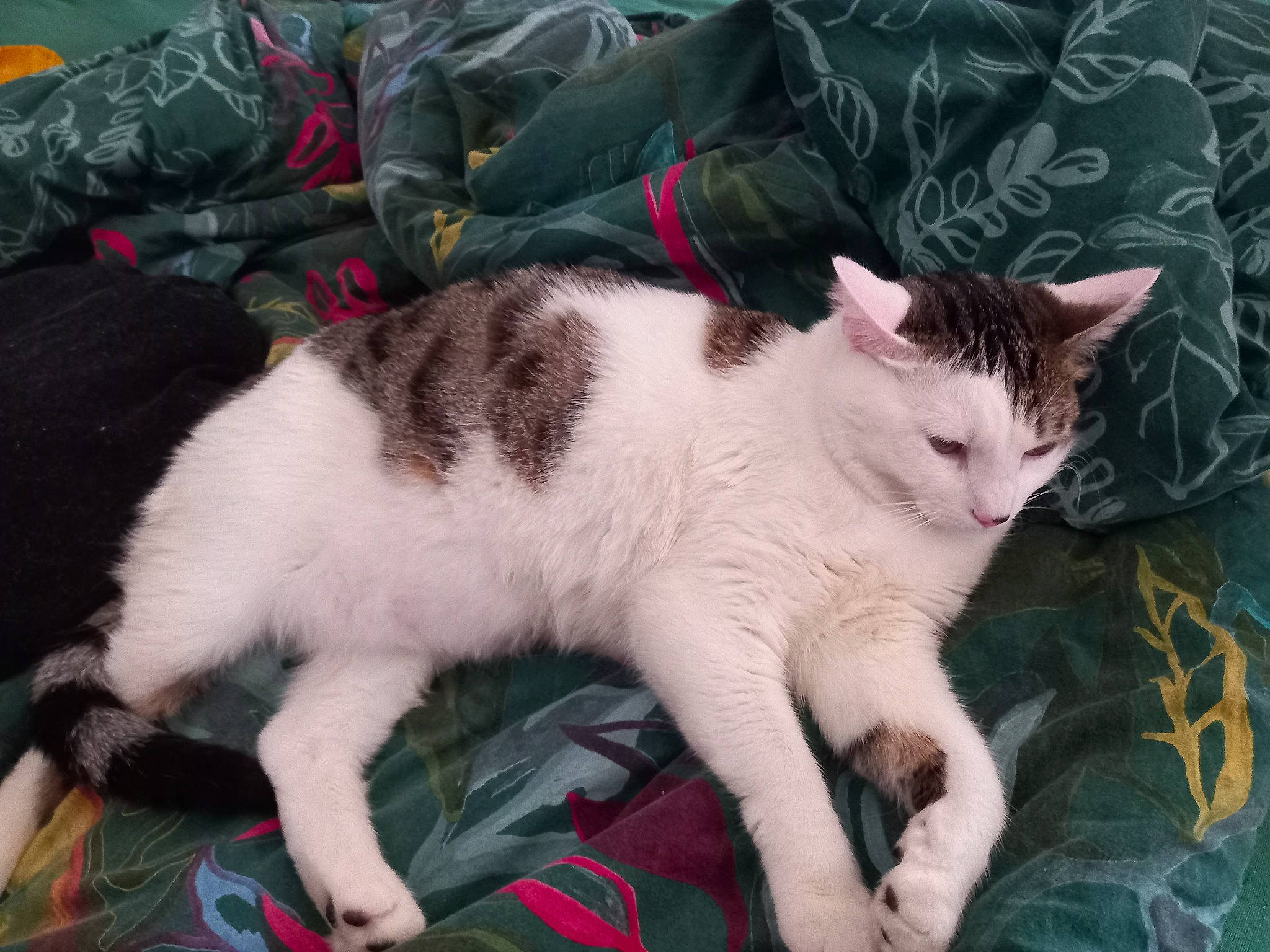 Nala a rejoint le concours — aidez-le/la à gagner de superbes lots ! carnivore, cat, claw, comfort, domestic_short_haired_cat, felidae, foot, fur, grass, lap, nap, paw, sitting, small_to_medium_sized_cats, snout, tail, tree, whiskers