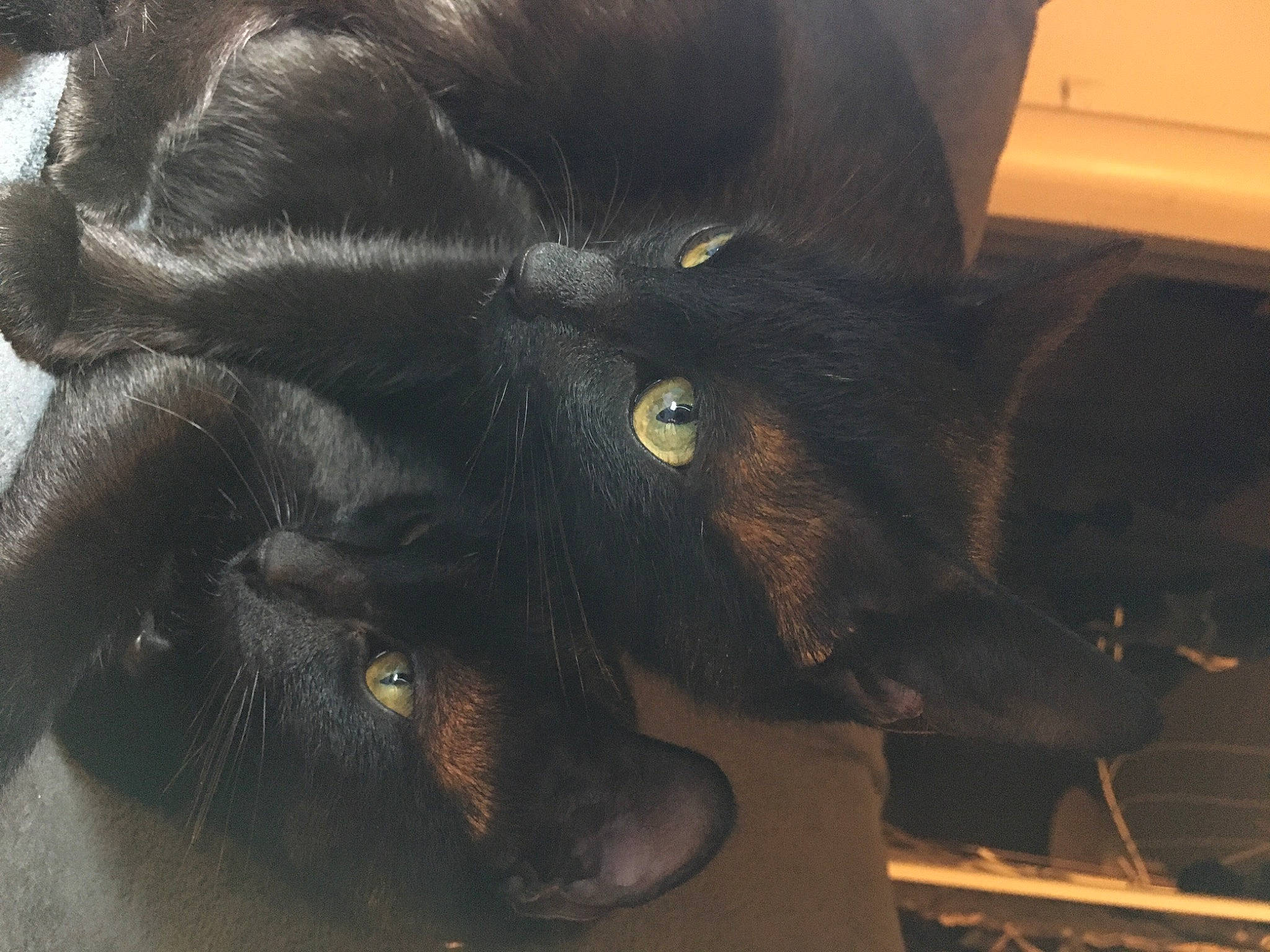 Minou participe au concours pour gagner de l'argent avec cette photo : black_cat, bombay, carnivore, cat, claw, comfort, domestic_short_haired_cat, ear, felidae, fur, gesture, grey, paw, plant, small_to_medium_sized_cats, snout, tail, terrestrial_animal, whiskers