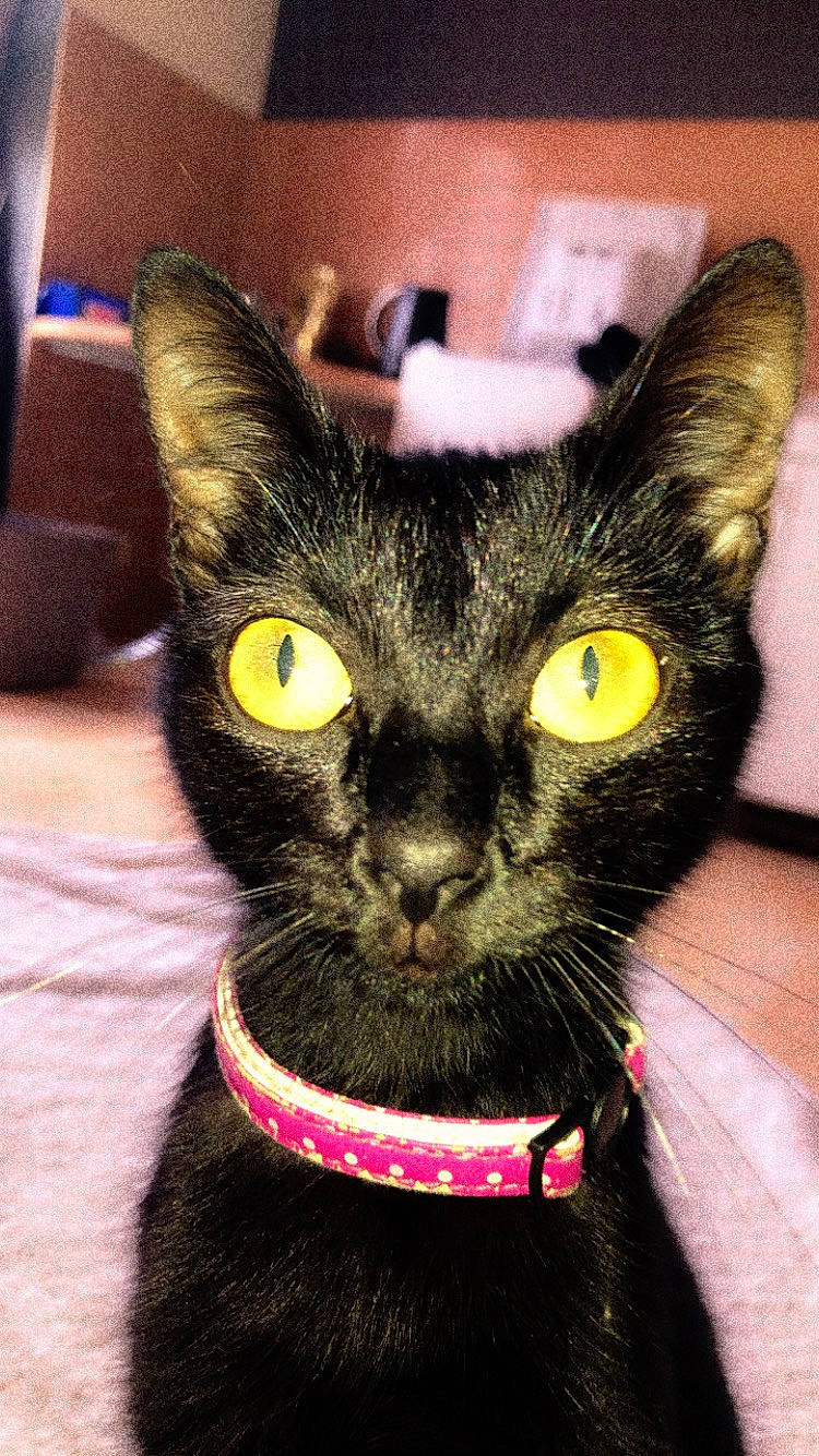 Minou a rejoint le concours — aidez-le/la à gagner de superbes lots ! bombay, carnivore, cat, cat_supply, collar, costume_accessory, domestic_short_haired_cat, ear, eye, fashion_accessory, felidae, fur, head, personal_protective_equipment, pet_supply, small_to_medium_sized_cats, snout, whiskers