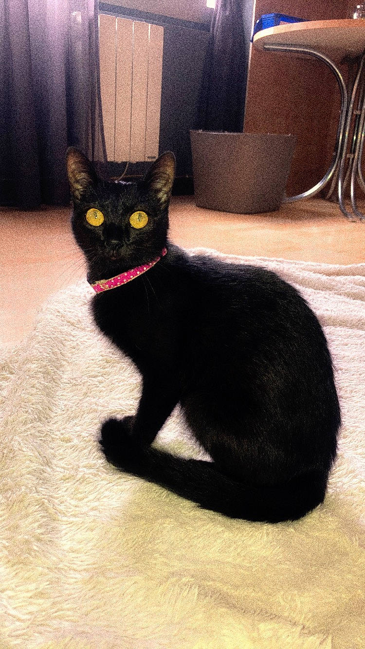 Minou a rejoint le concours — aidez-le/la à gagner de superbes lots ! black_cat, bombay, carnivore, cat, chair, comfort, domestic_short_haired_cat, felidae, fur, grey, havana_brown, paw, pet_supply, shadow, small_to_medium_sized_cats, snout, tail, terrestrial_animal, whiskers, window