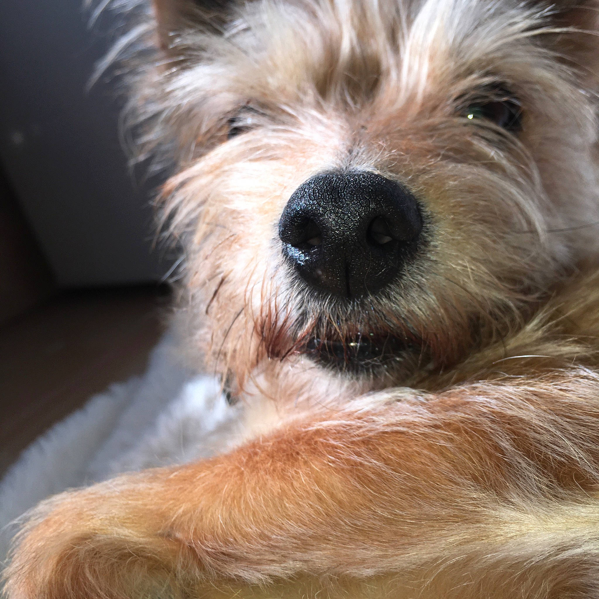 Hindi participe au concours pour gagner de l'argent avec cette photo : australian_terrier, cairn_terrier, canidae, carnivore, companion_dog, dog, dog_breed, dutch_smoushond, glen_of_imaal_terrier, mammal, norwich_terrier, puppy, rare_breed_dog, small_terrier, snout, sporting_lucas_terrier, terrier, vertebrate, west_highland_white_terrier, yorkshire_terrier