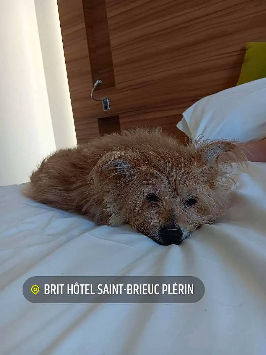 Hindi a rejoint le concours — aidez-le/la à gagner de superbes lots ! canidae, carnivore, comfort, companion_dog, dog, dog_breed, dog_supply, fawn, fur, hardwood, liver, pet_supply, room, small_terrier, snout, sporting_group, terrier, toy_dog, wood, working_animal